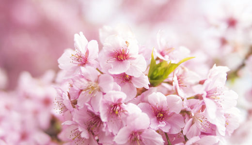 photock-桜-フリー素材